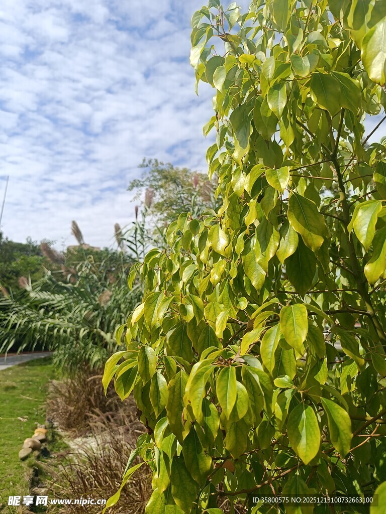 阳光下的翠绿植物