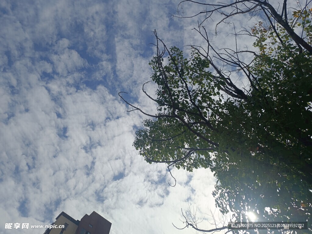 蓝天白云下的树梢风景