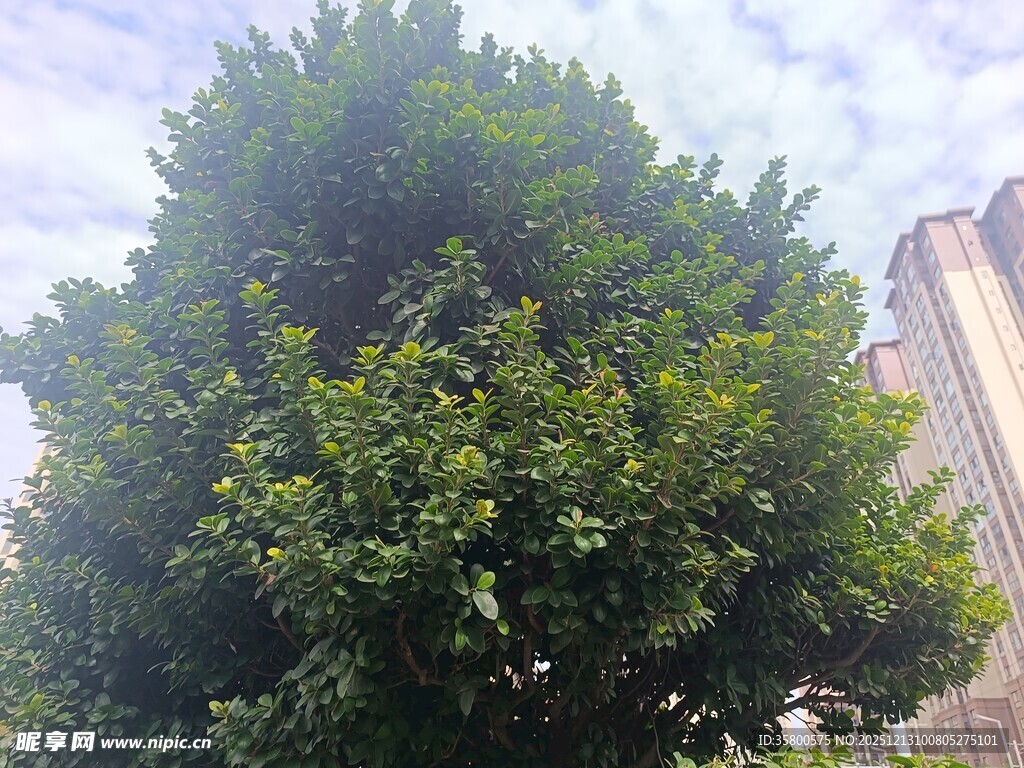 城市中的葱郁大树