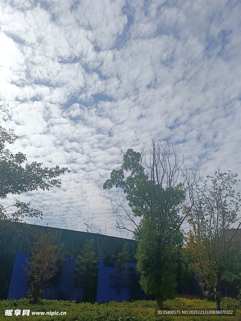 蓝天白云下的绿植与建筑