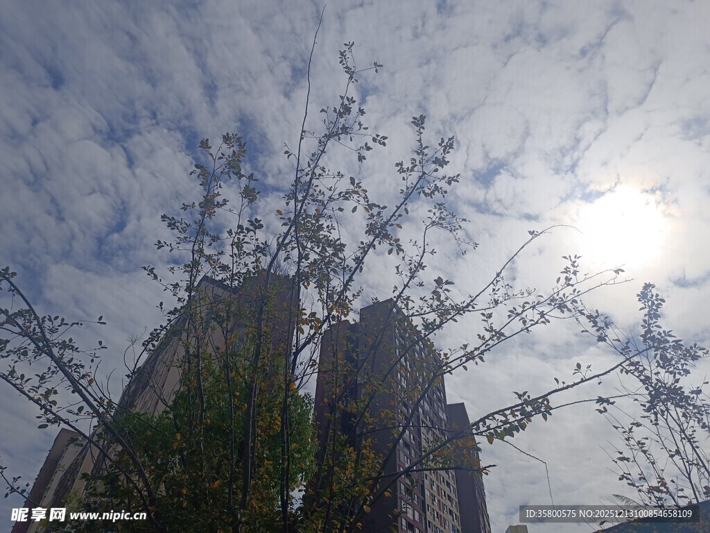 阳光下的高楼与繁茂枝叶