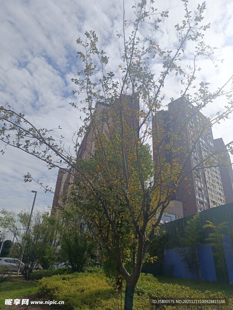 城市中的绿树与高楼景观