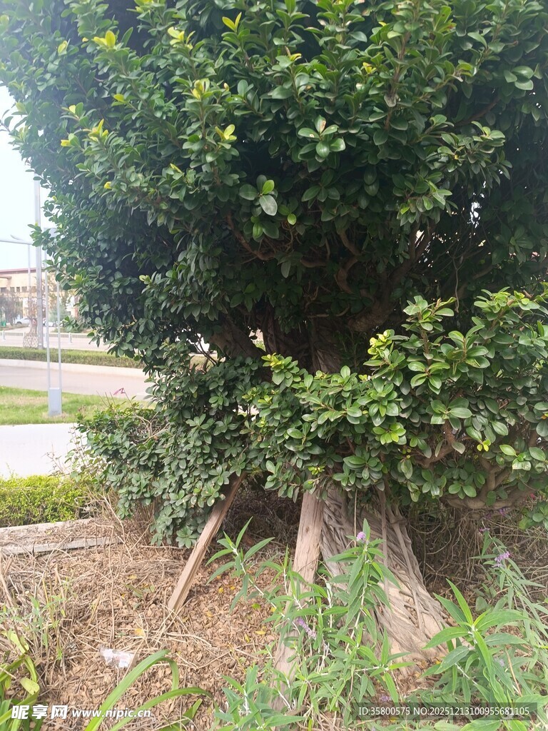 茂盛大树根部特写