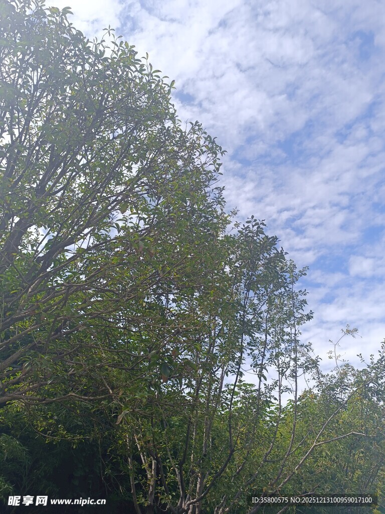 蓝天绿树自然美景