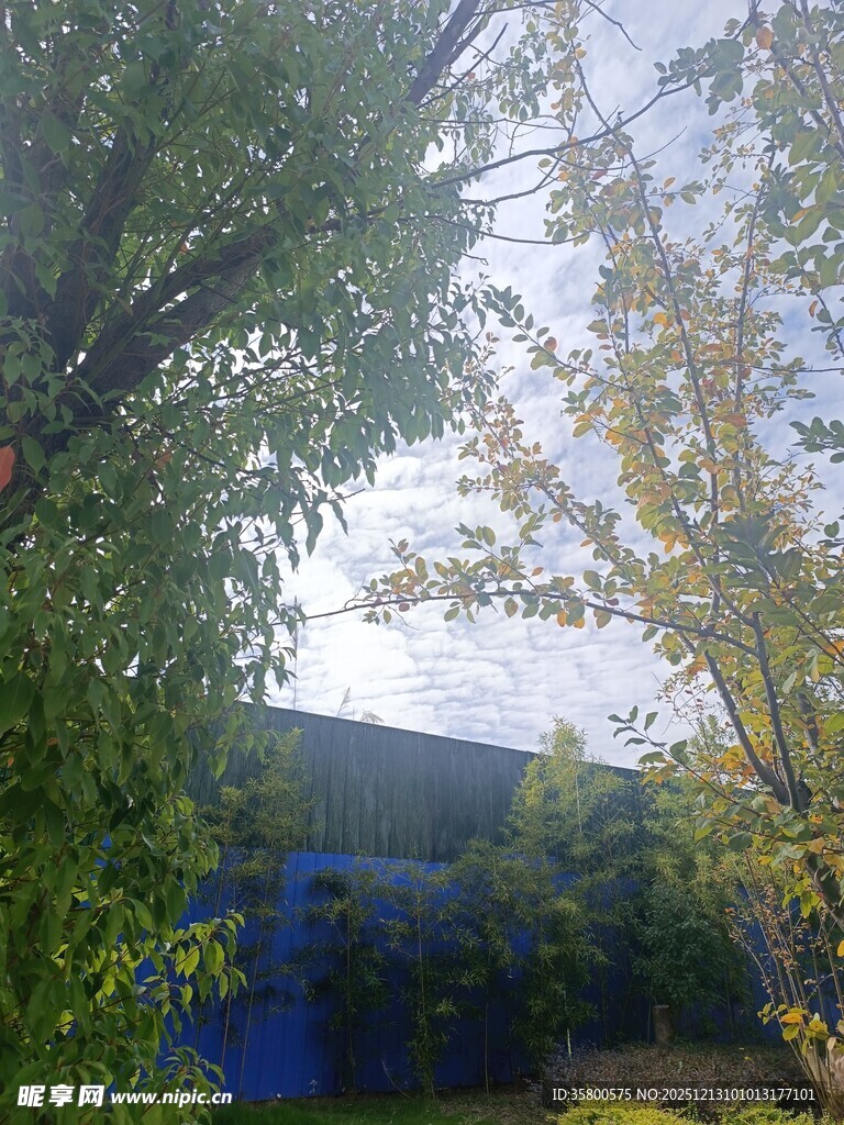 户外绿树蓝天景致