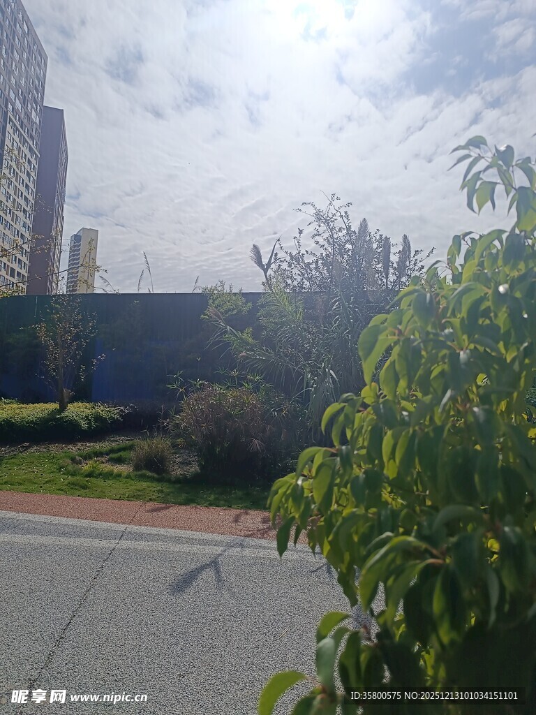 城市路边绿植与建筑景观