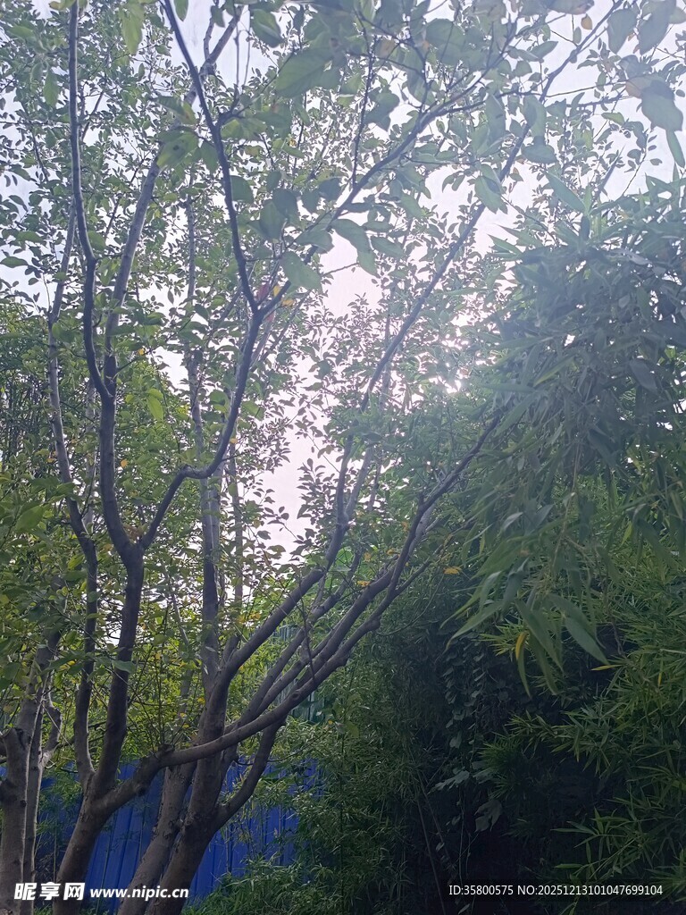 透过枝叶见天空的景致