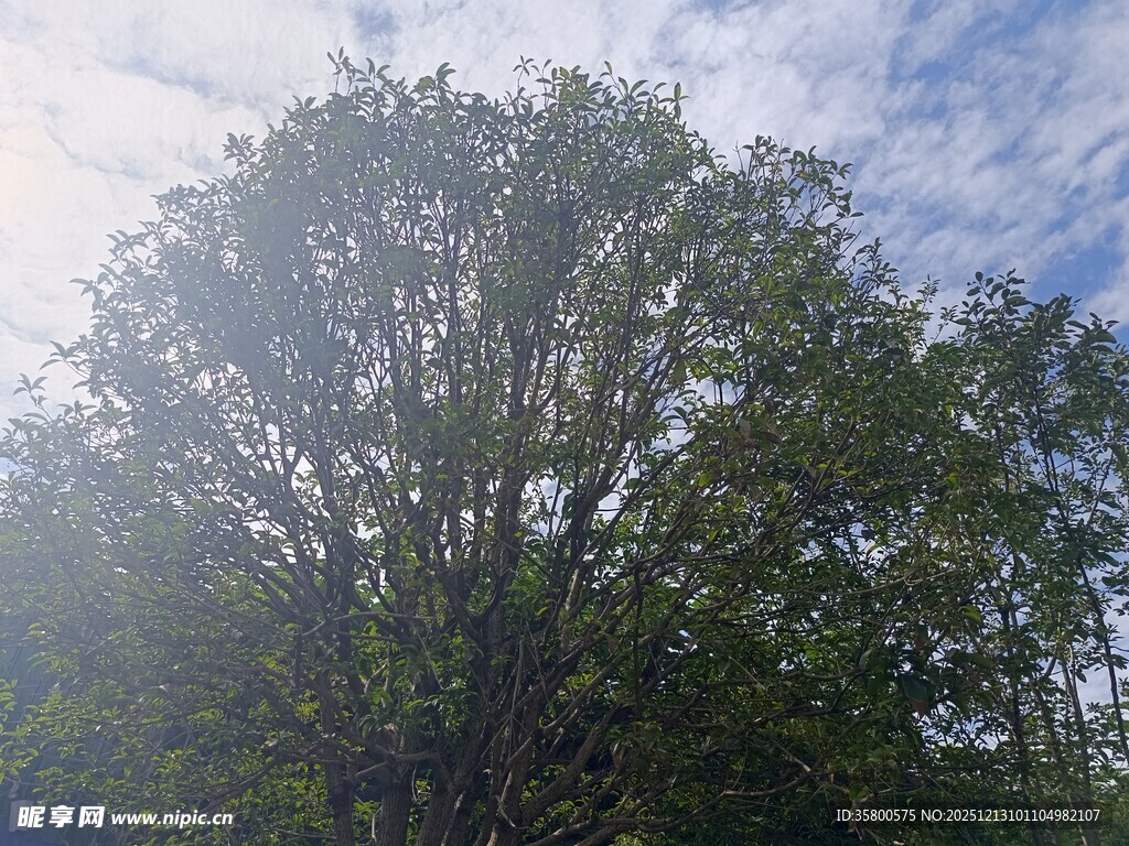 阳光下的繁茂大树
