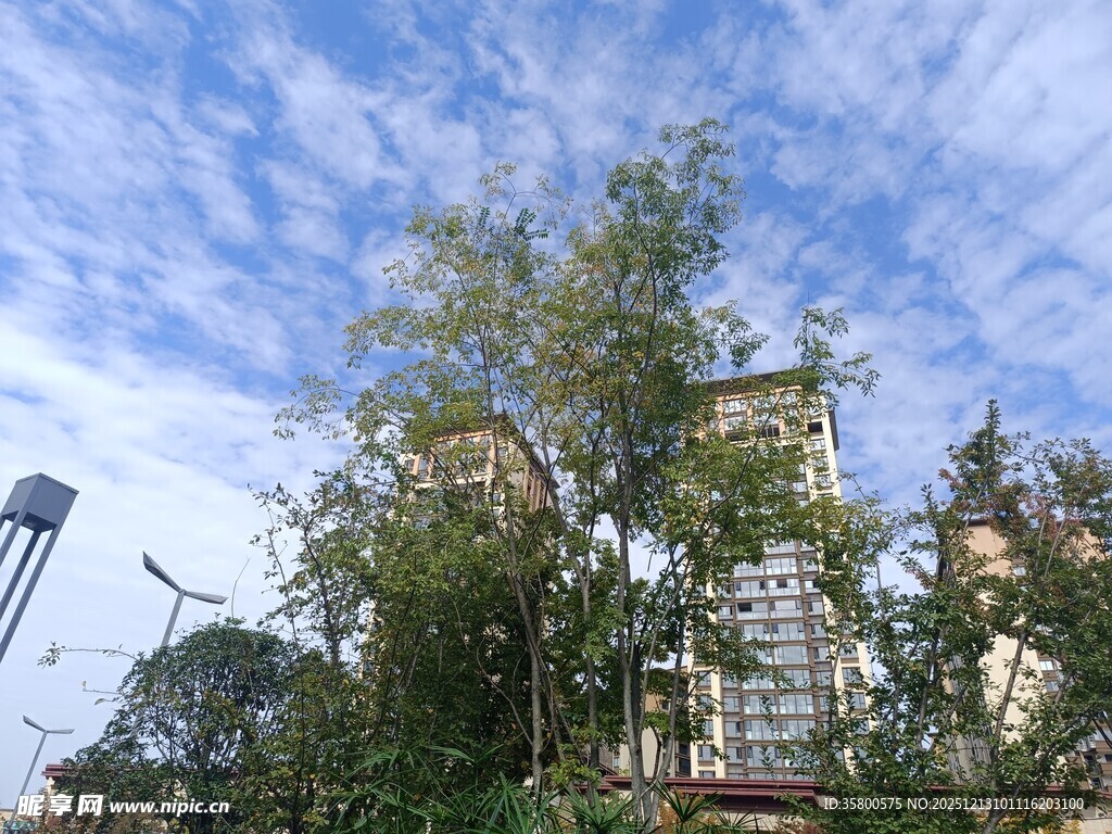 蓝天白云下的绿植与建筑