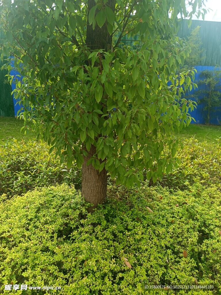 绿树与繁茂地被植物景观