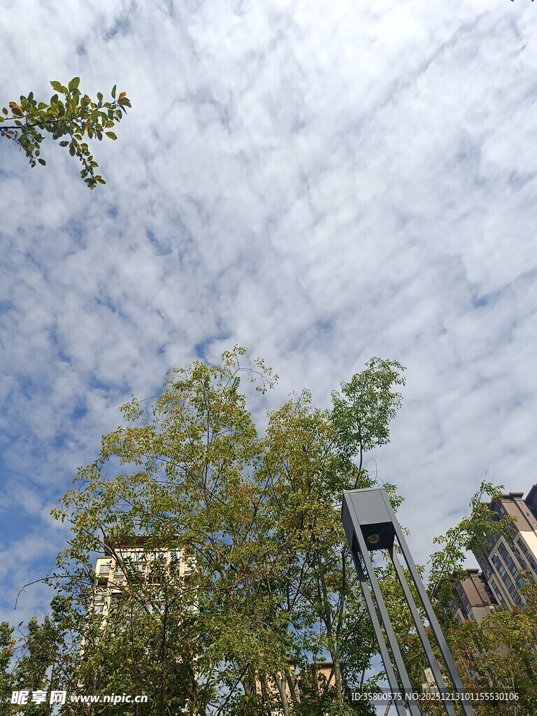 蓝天白云下的绿树景观