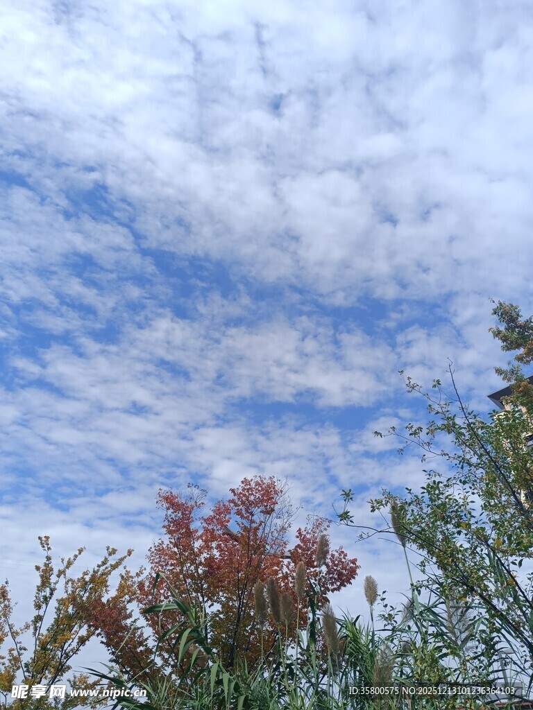 蓝天白云下的绿植景观