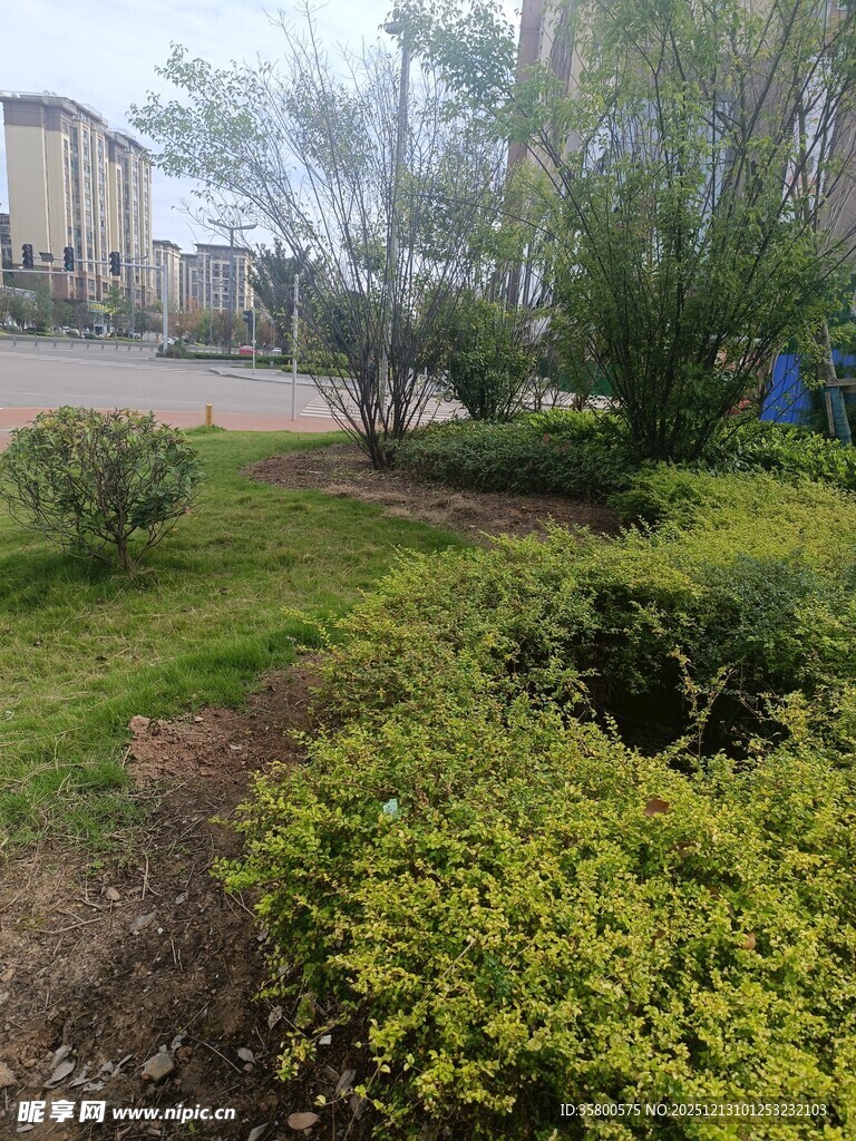 城市路边绿植景观