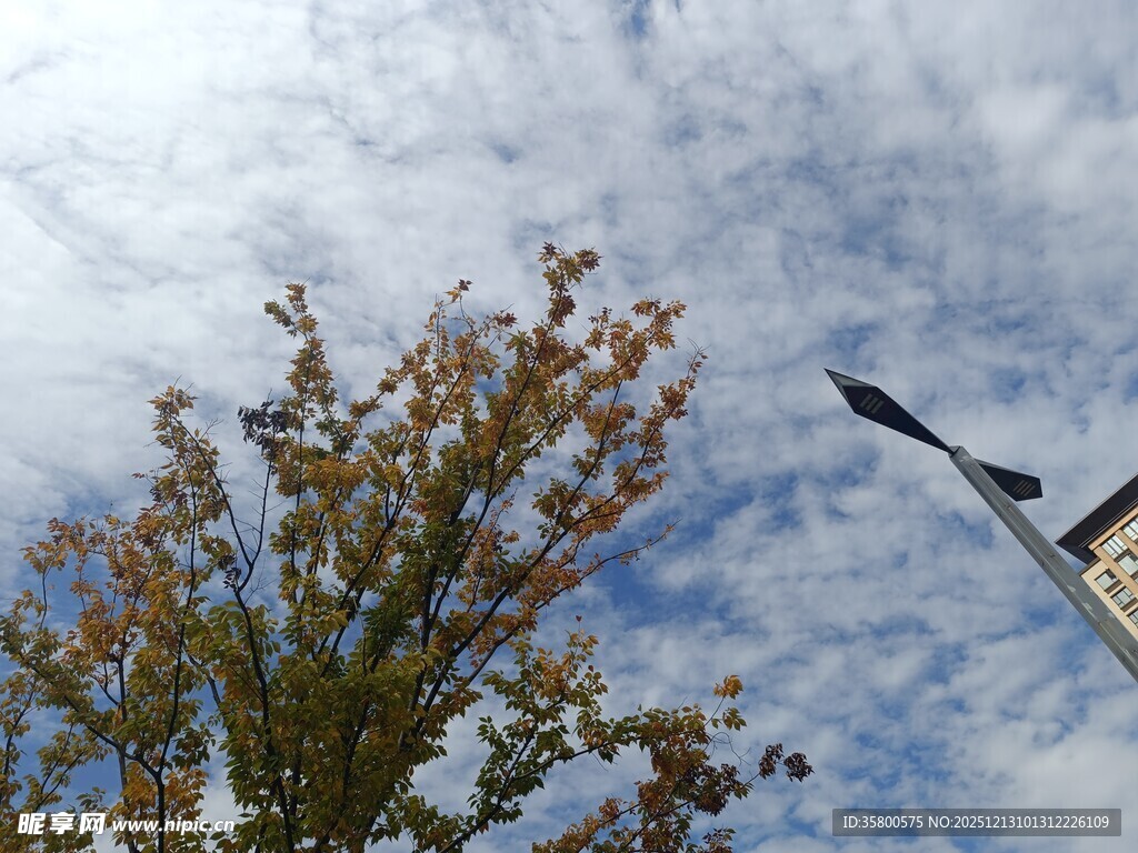 树梢上的蓝天与白云