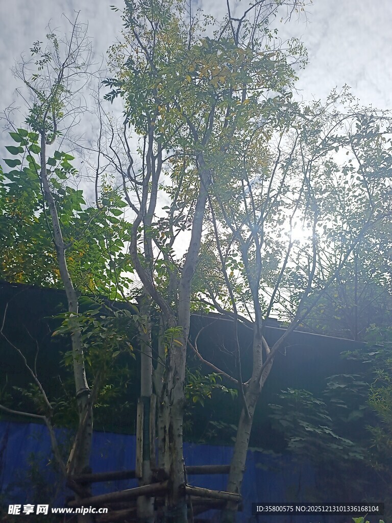 阳光下的繁茂树木