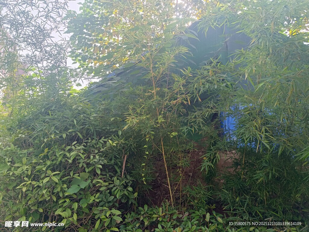 茂密丛林中的绿色景致