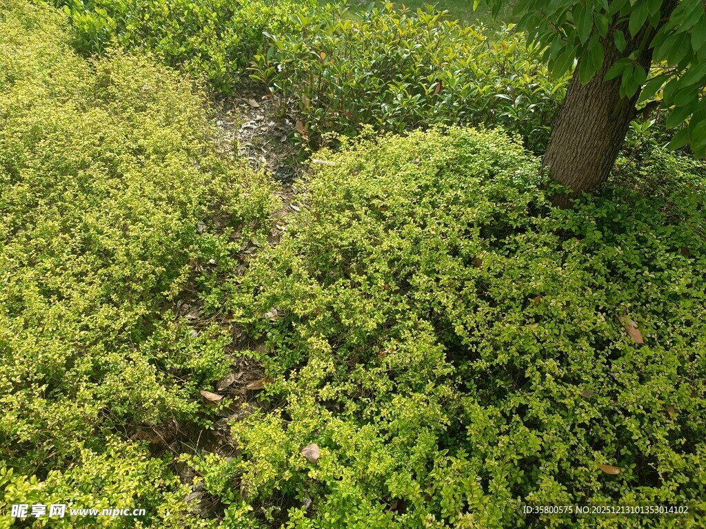 绿意盎然的地面植物景观