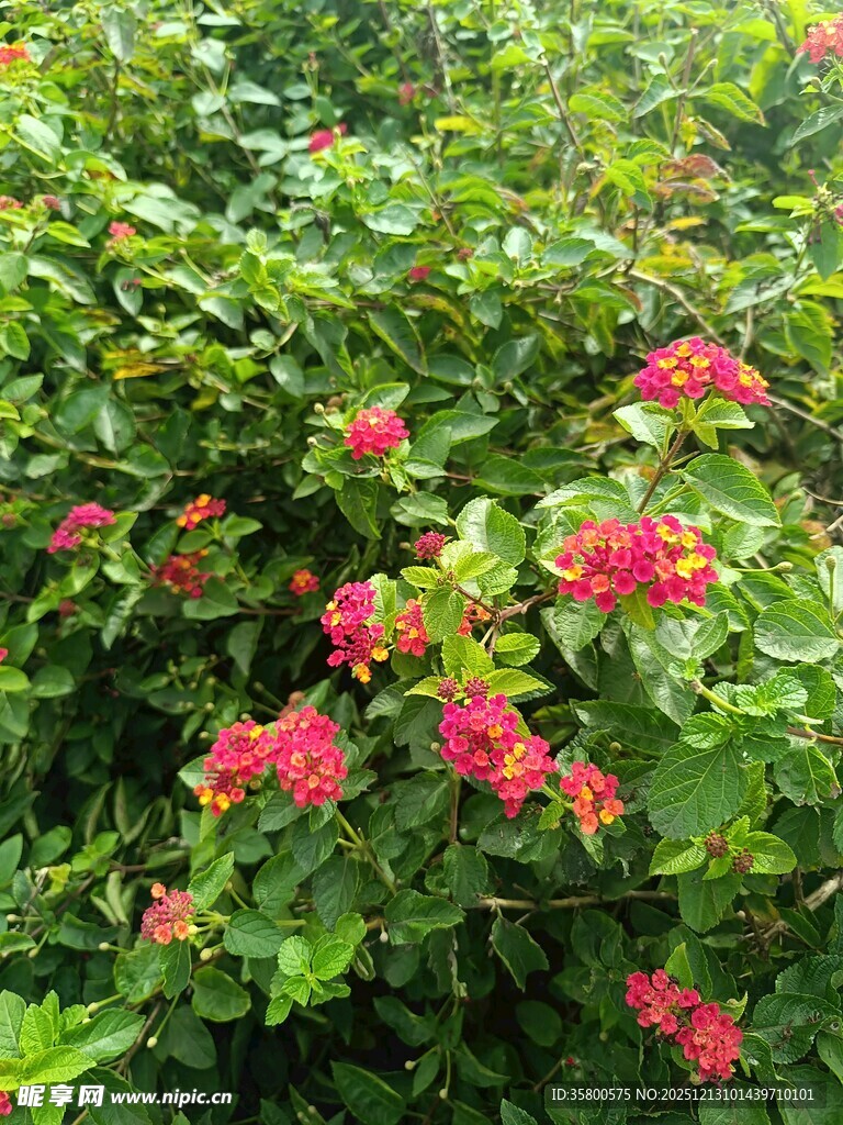 绿叶丛中绽放的艳红花朵