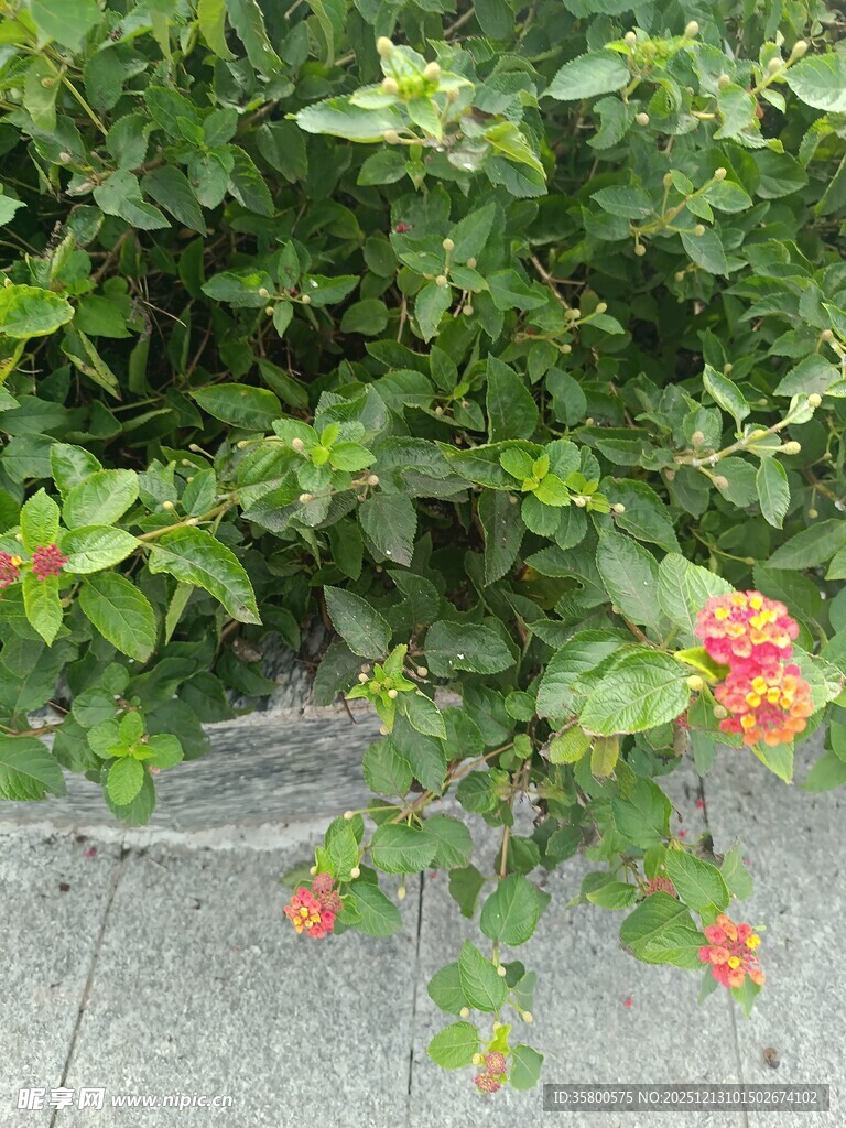 绿叶间绽放的娇艳小花