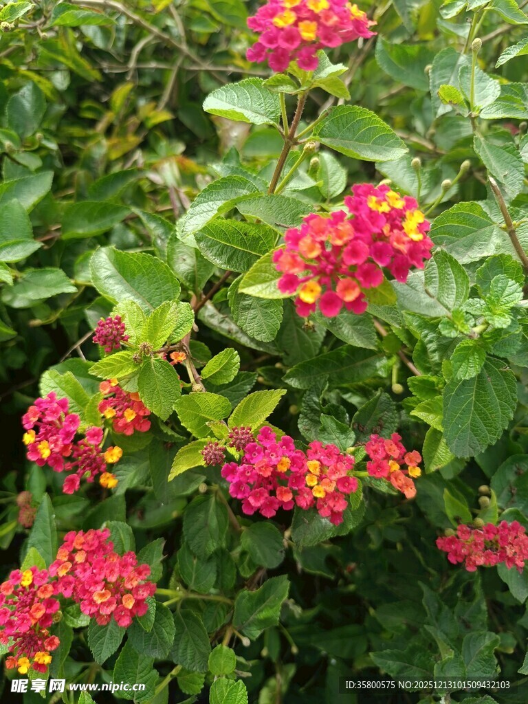 鲜艳多彩的花卉绽放