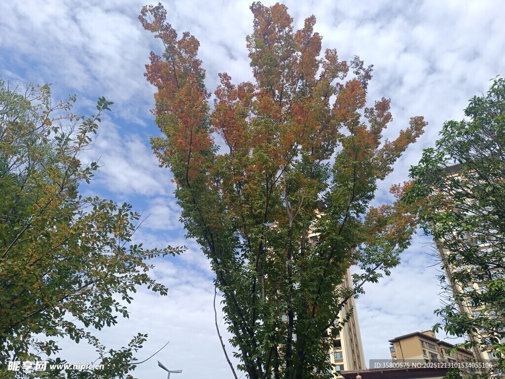 秋日多彩树木景观