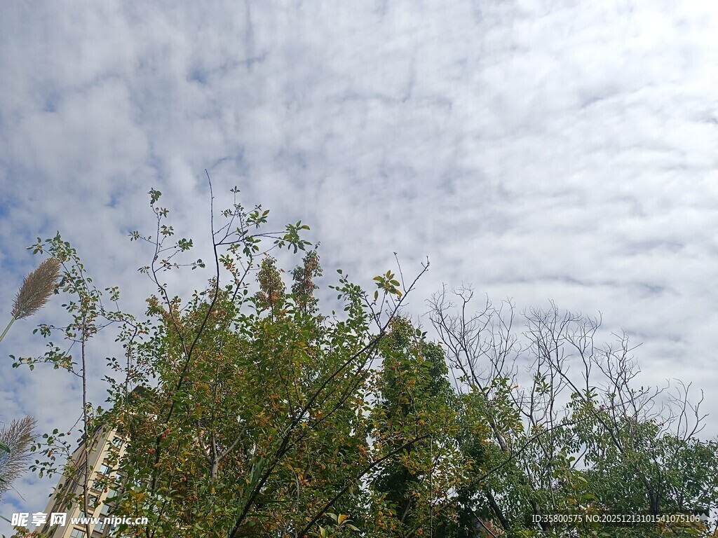 天空下的繁茂绿植