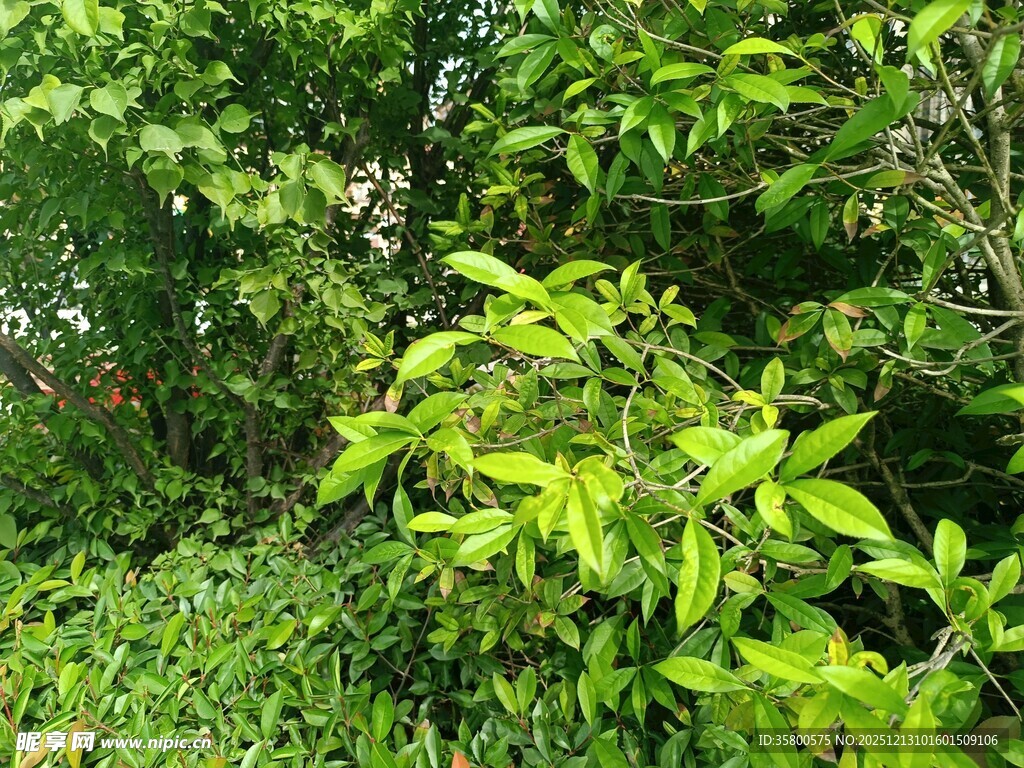 绿意盎然的繁茂植物景观