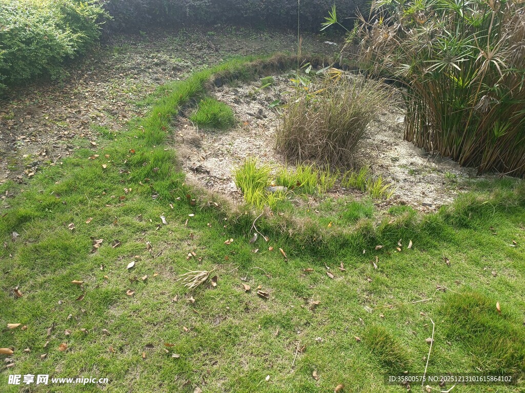 野外草地中的圆形植物区域