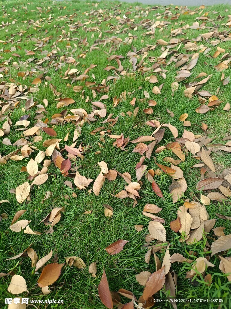 草地上的缤纷落叶