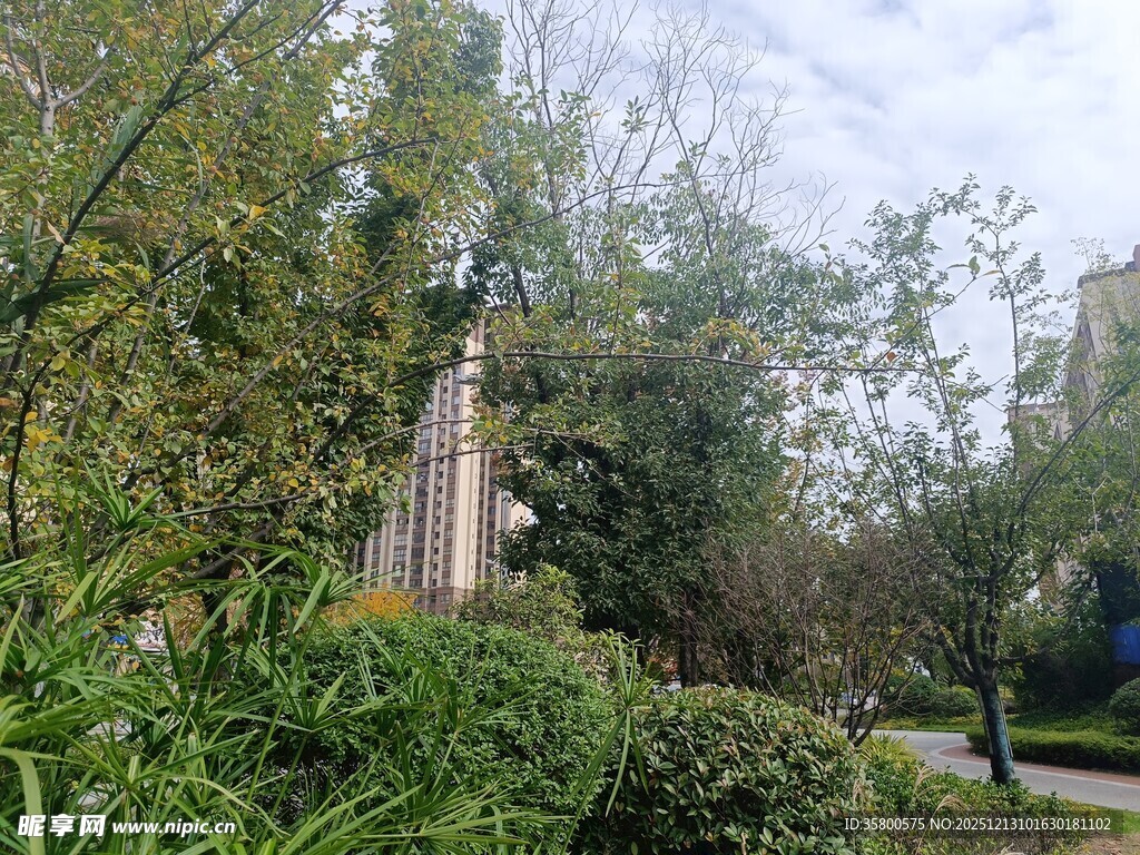 城市中的静谧绿植景观