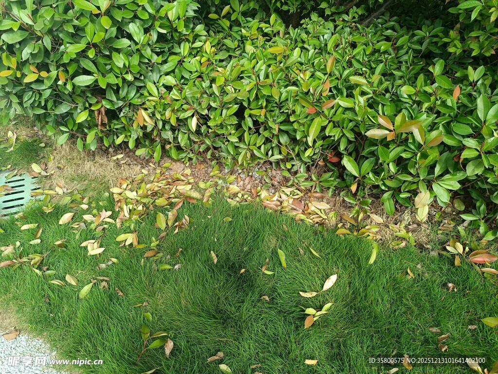 绿叶覆盖的湿润地面