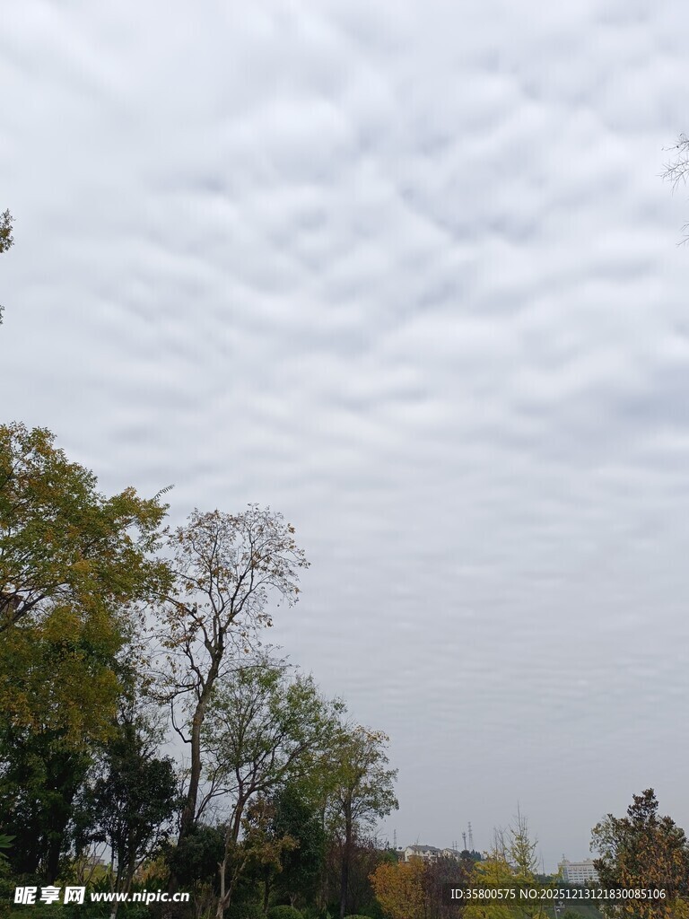 秋日户外树木与层云景观