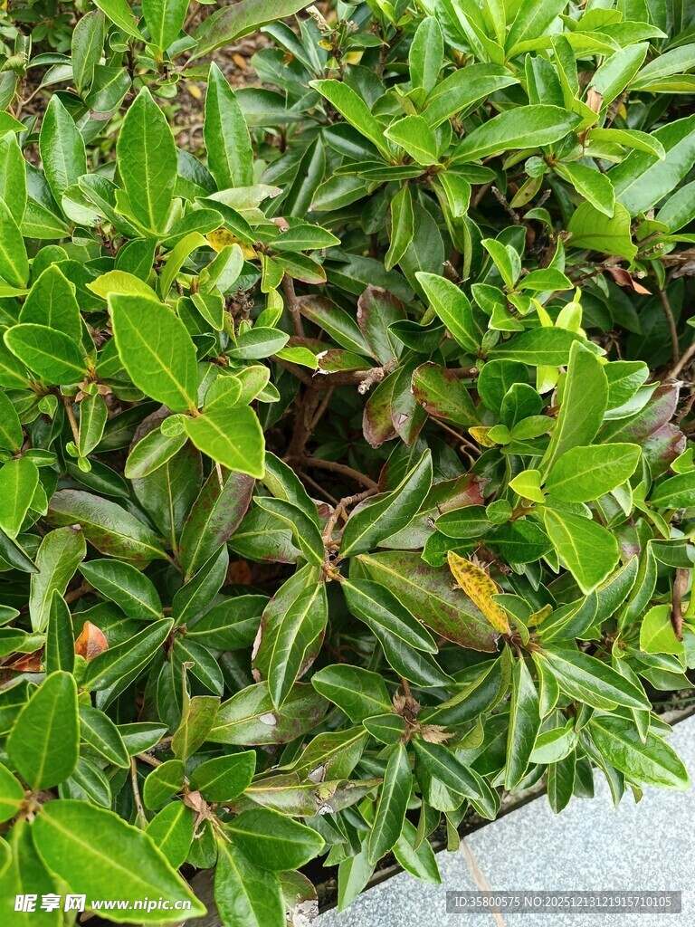 翠绿繁茂的低矮绿植