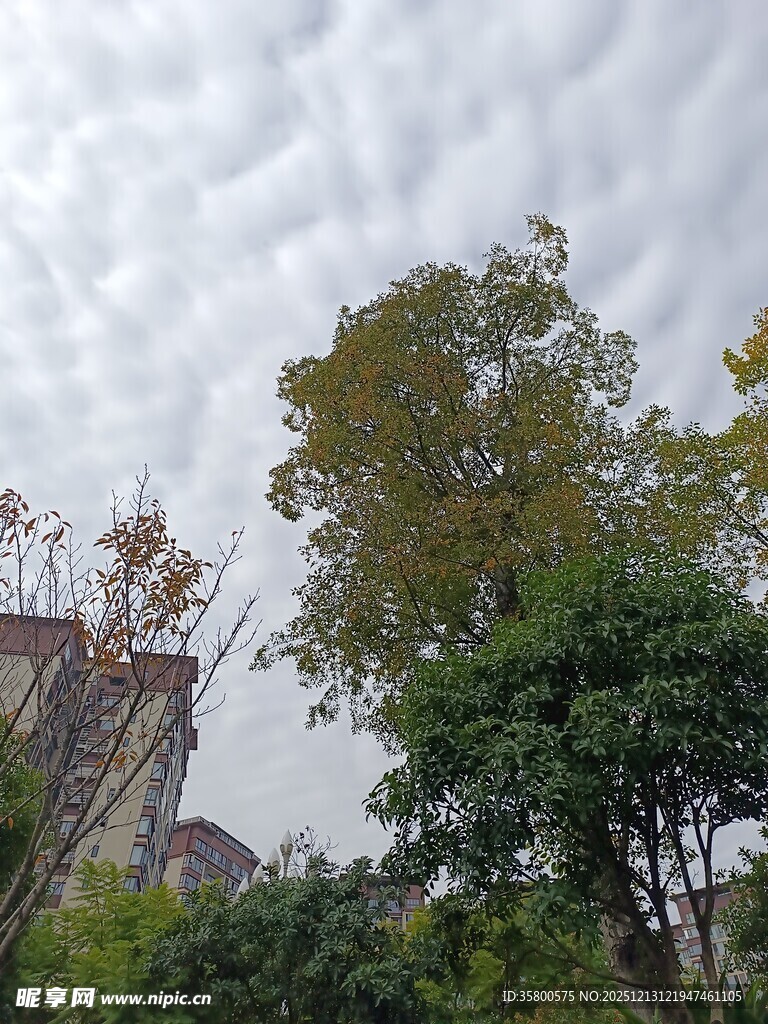 秋日树梢上的层叠云朵