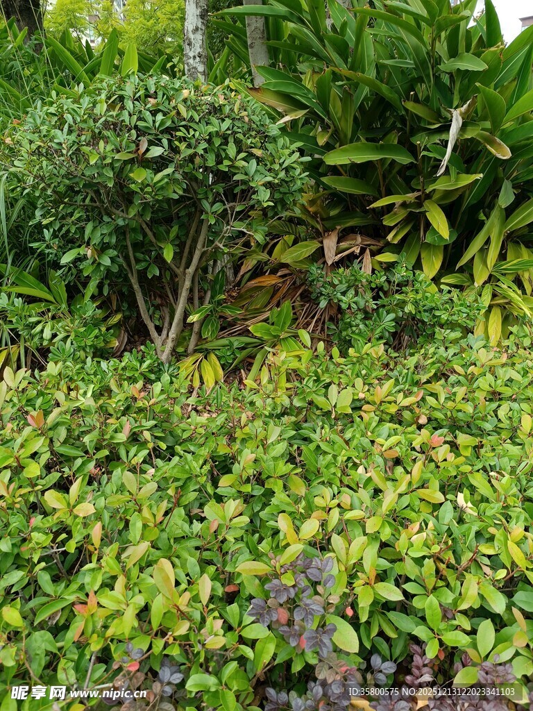 绿意盎然的植物景观