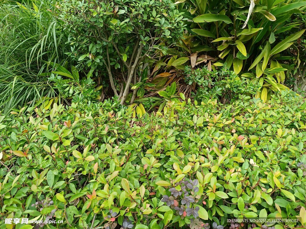 繁茂绿植景观