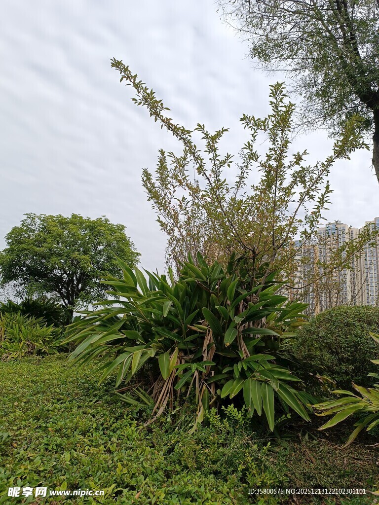 户外繁茂绿植景观