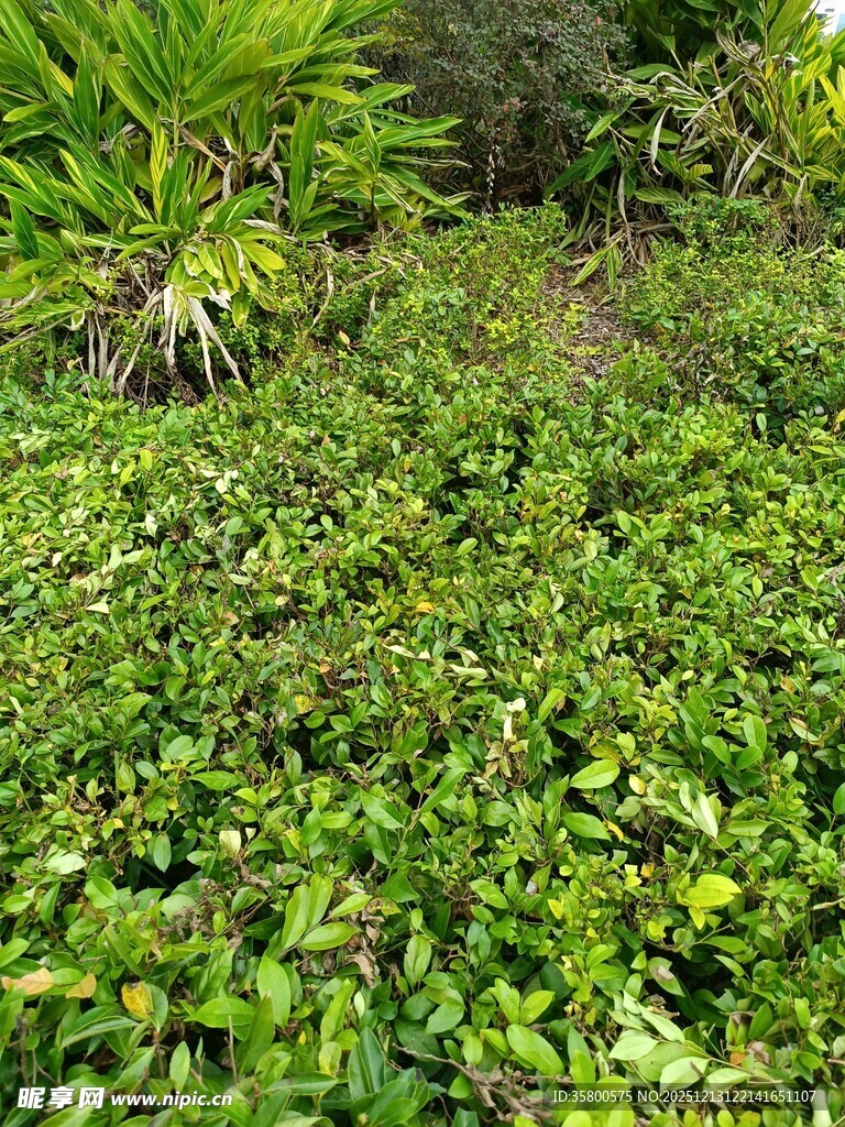 繁茂绿植景观