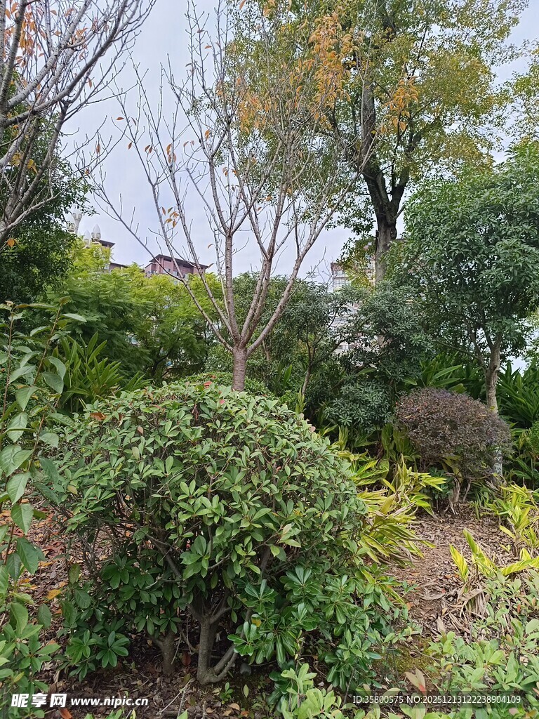 秋日园林绿植景观