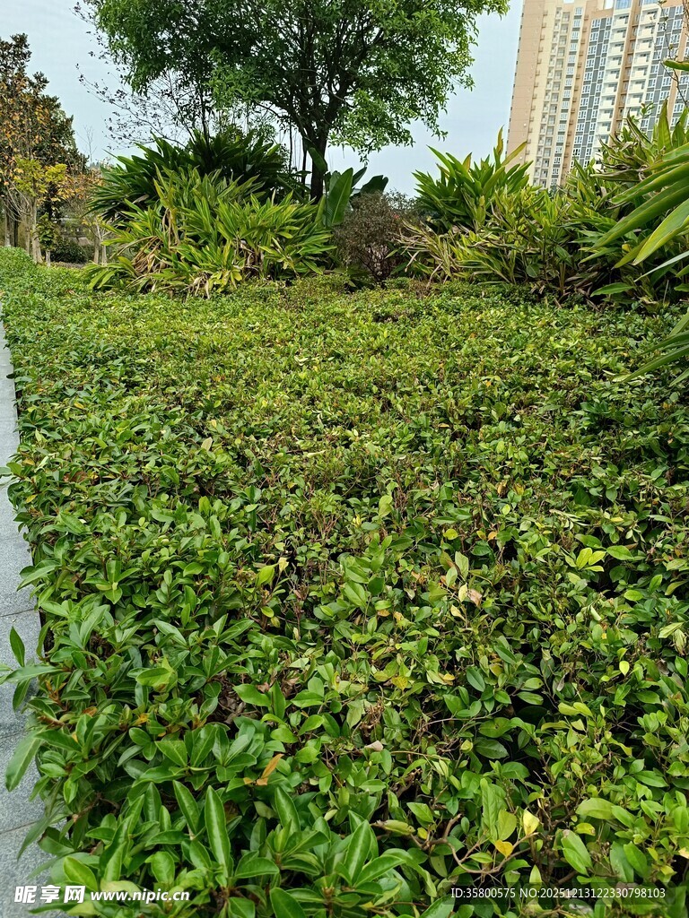 繁茂水生植物景观