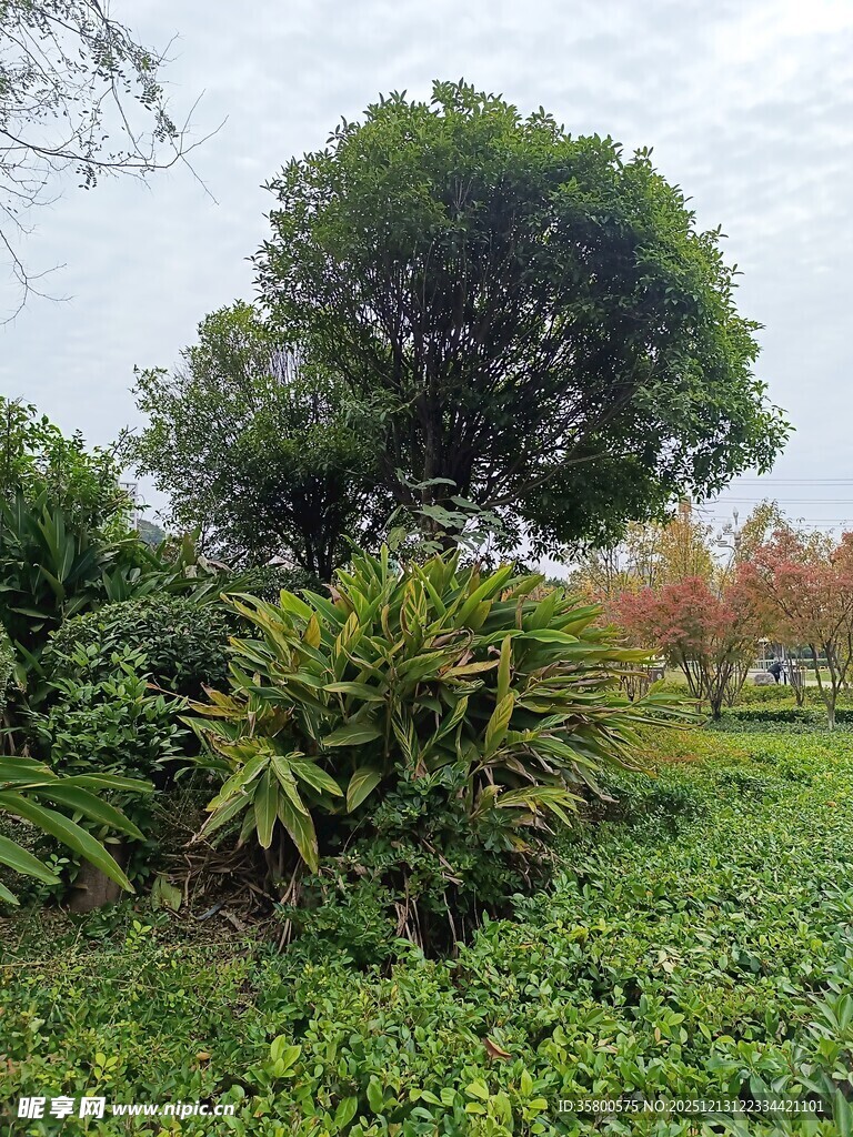 绿意盎然的户外植物景观