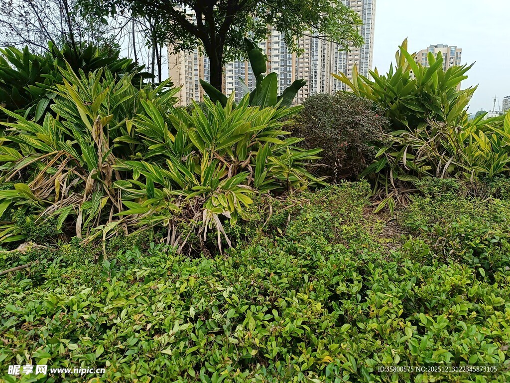 城市中的绿植景观