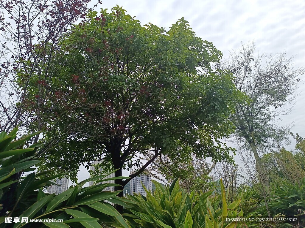 绿意盎然的树木景观