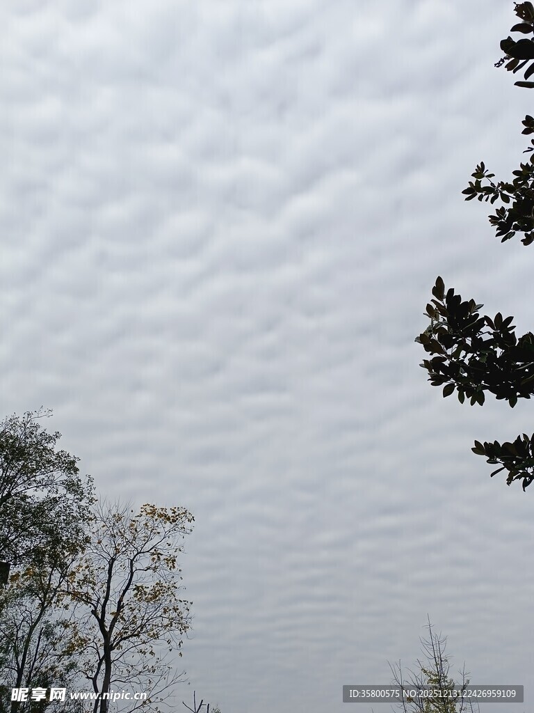 天空中云层与树木景观