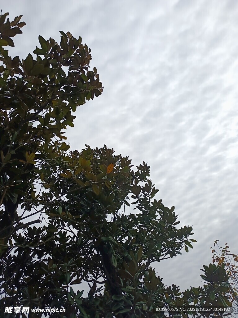 树梢上的天空纹理