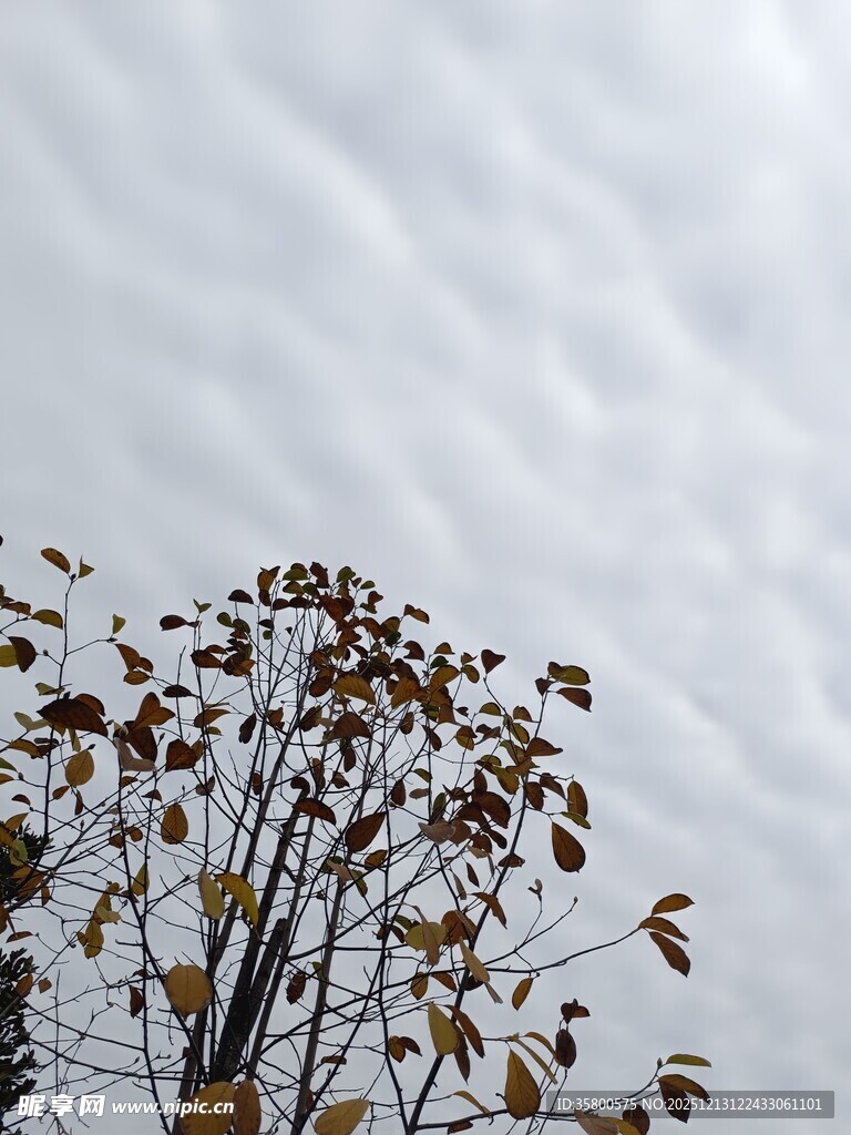 枝头残叶伴灰白天空