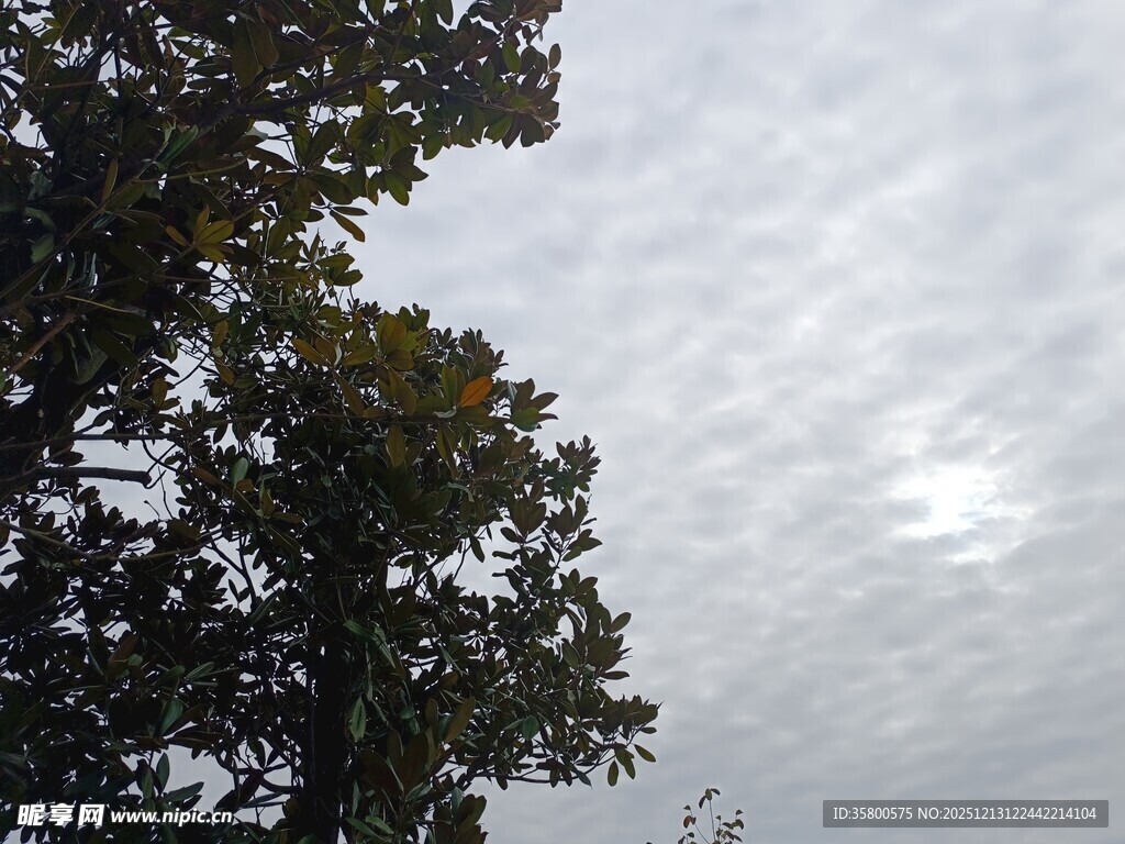 树梢上的多云天空