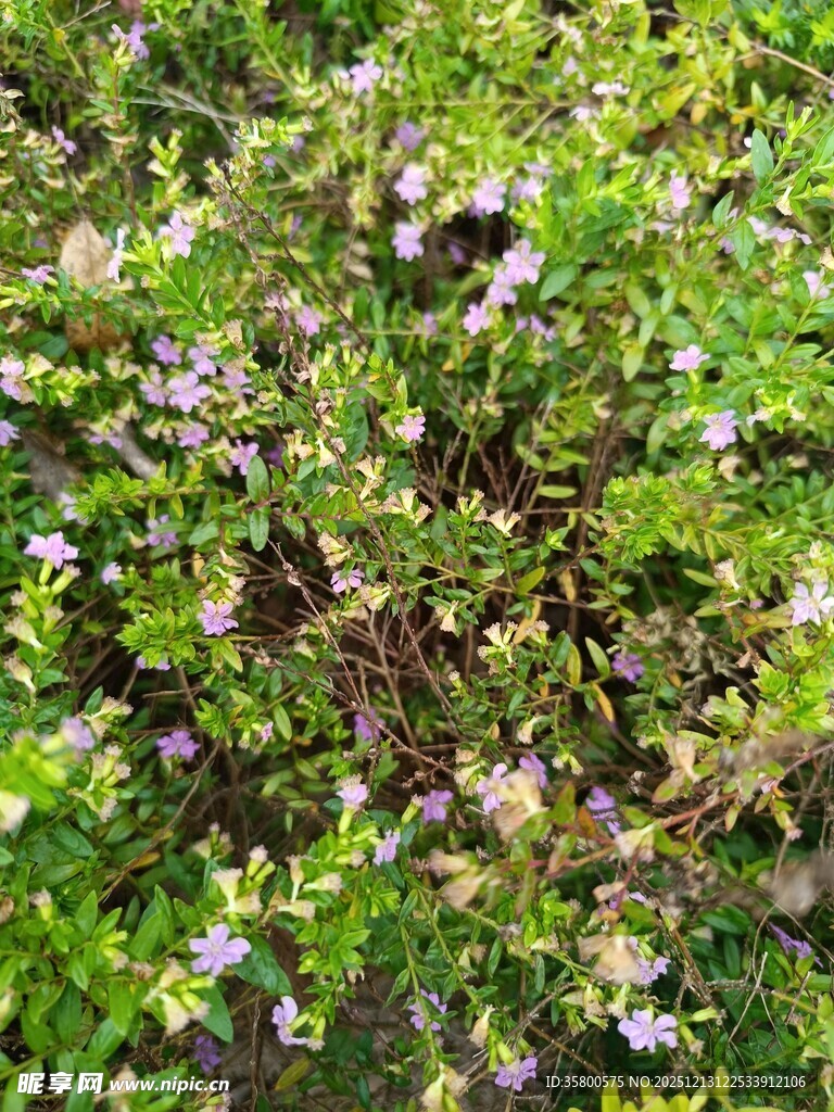 繁茂绿植中的细碎小花