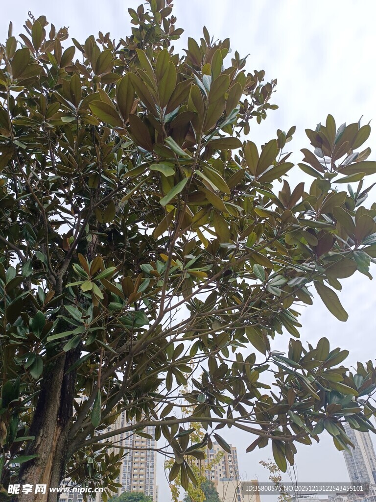 高大茂盛的广玉兰树