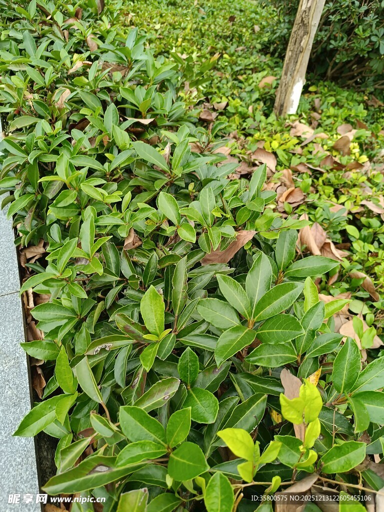 绿叶繁茂的自然植物景观